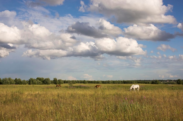 Paarden op groene weiden van verdorde paardenboerderijen