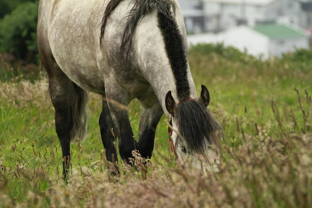 Paarden op het eiland Chiloe Chili