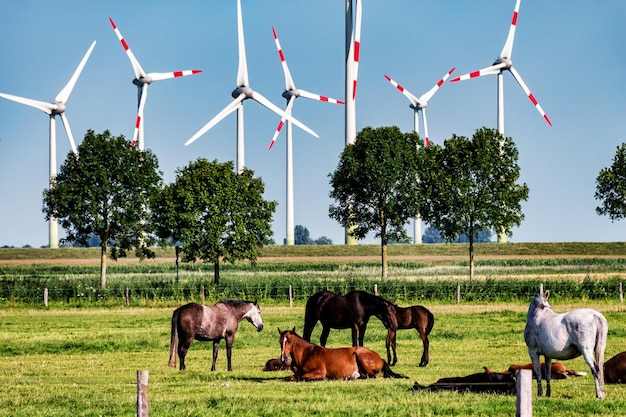 Foto paarden op het grasveld tegen de lucht