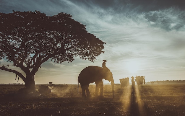 Paarden op het land