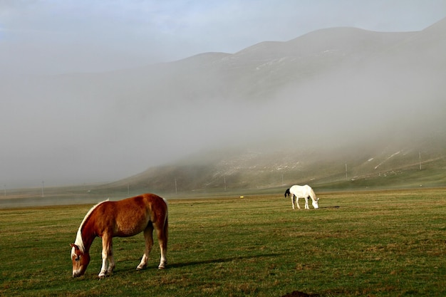 Paarden op het landschap tegen de lucht