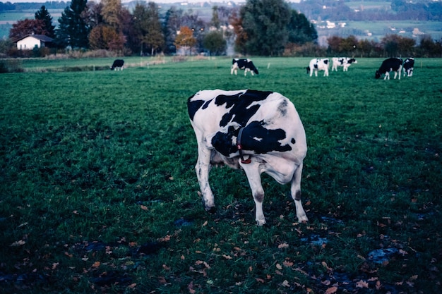 Paarden op het landschap