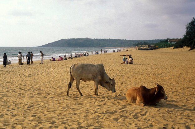 Foto paarden op het strand.