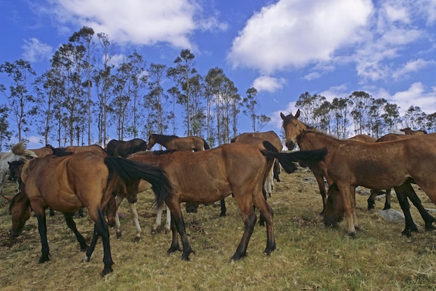 Foto paarden op het veld tegen de lucht