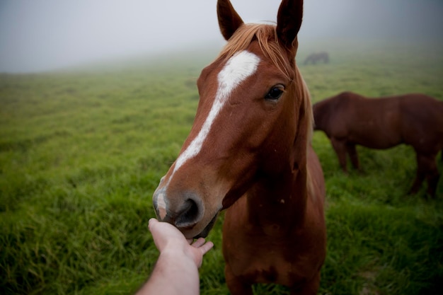 Paarden op het veld