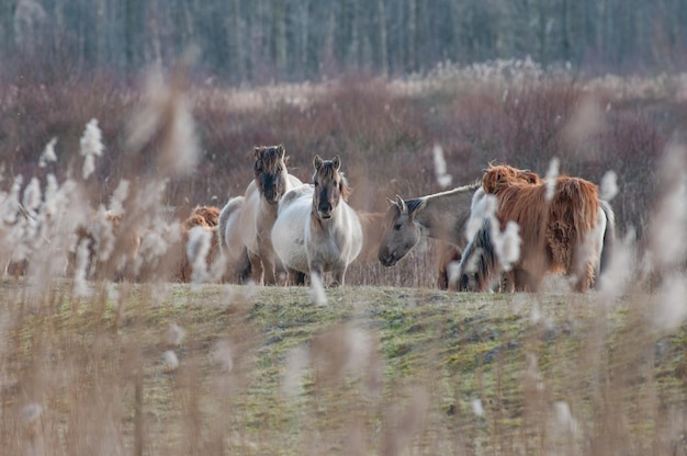 Foto paarden op het veld