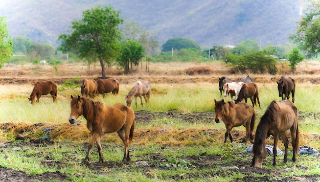 Foto paarden op het veld