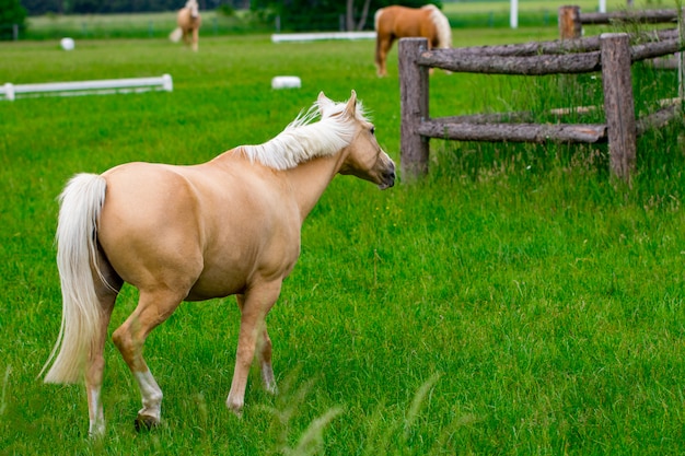 Paarden op paardenboerderij op gouden uur. Land zomer landschap.