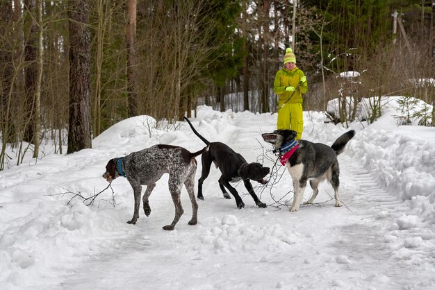 Foto paarden op sneeuw bedekt land