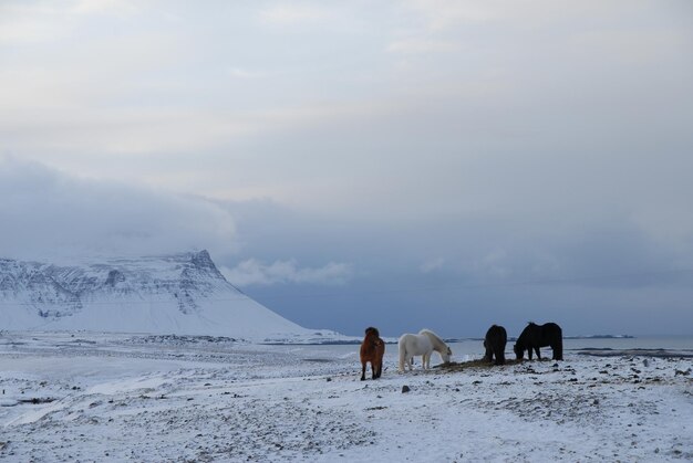 Foto paarden op sneeuw bedekt landschap tegen bewolkte lucht