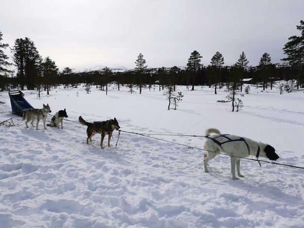 Foto paarden op sneeuw bedekt landschap tegen de lucht