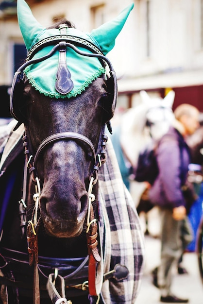 Foto paarden op straat.