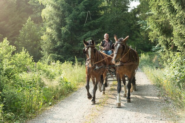 Foto paarden rijden op een paardenkar op de weg