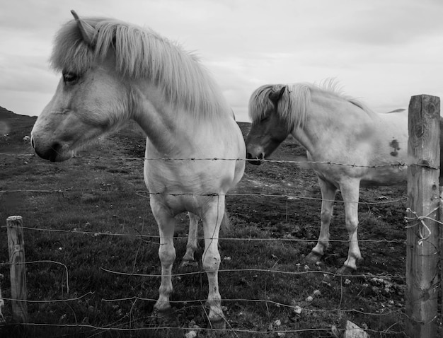 Paarden staan bij een hek op het veld.