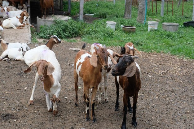 Foto paarden staan in een veld.