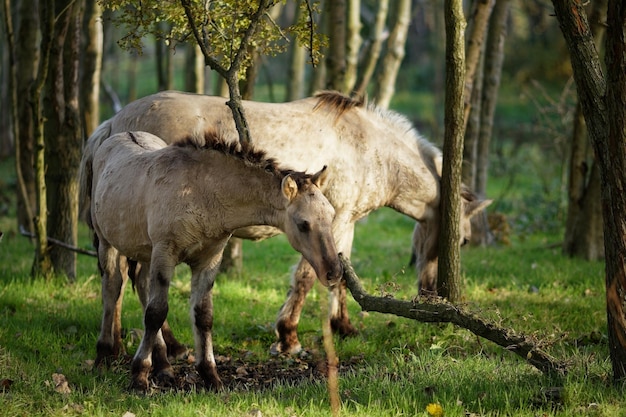 Paarden staan in het bos.