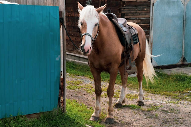 Paarden staan in het dorp in de frisse lucht