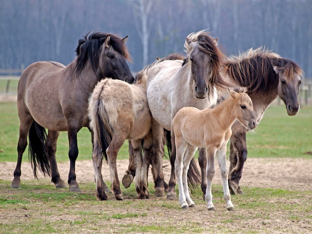 Foto paarden staan op grasland.