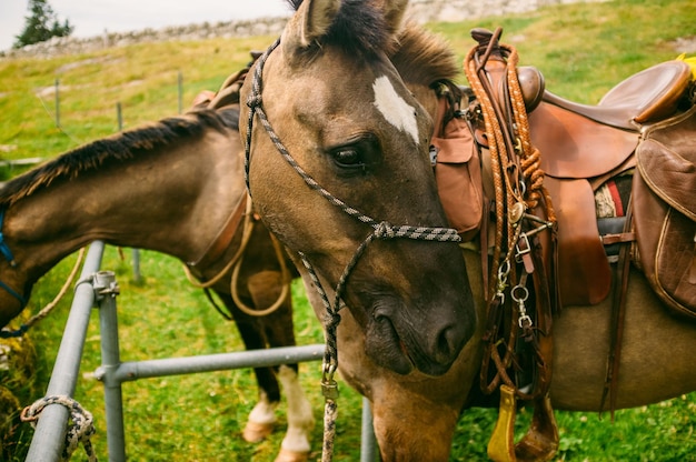 Paarden staan op het land.