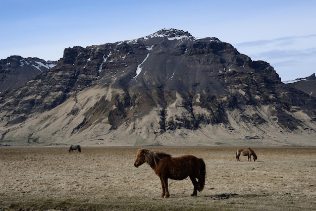 Paarden staan op het landschap tegen een heldere lucht.