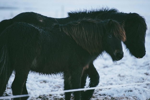 Foto paarden staan op het sneeuwveld.