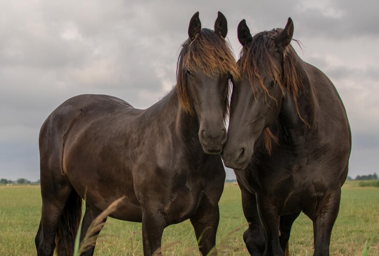 Foto paarden staan op het veld tegen de lucht.