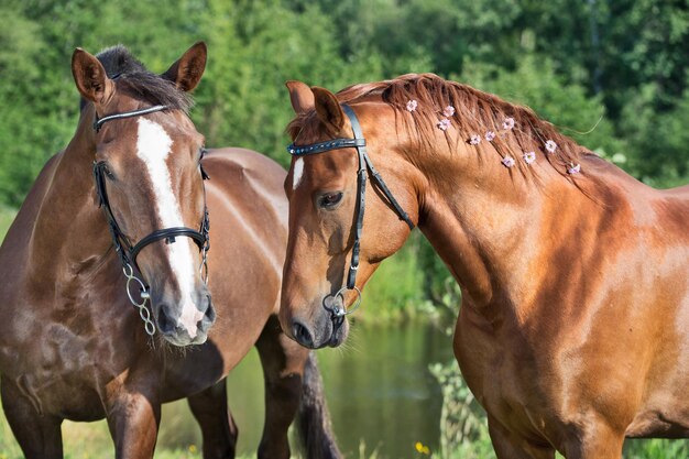 Foto paarden staan op het veld.