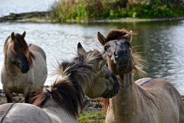 Foto paarden staan tegen het meer.