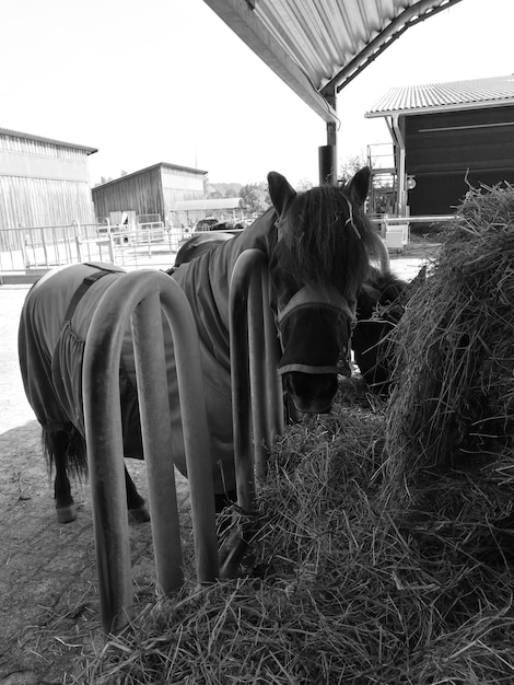 Paarden staan voor een gebouwde structuur.