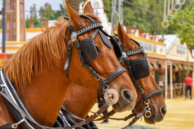 Paarden uitgedost in fair