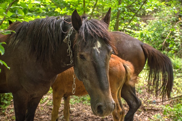 Paarden verstopt in het bos close-up huisdieren