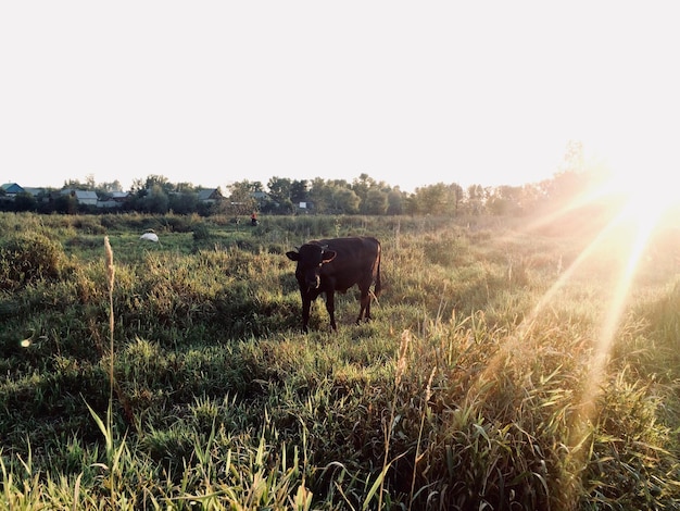 Foto paarden weiden op het veld