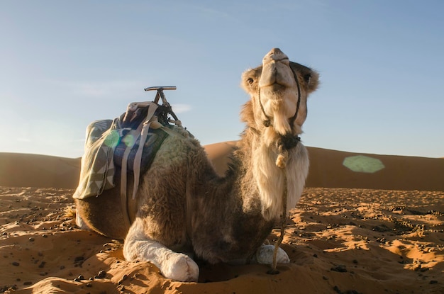 Foto paarden zitten in de woestijn.