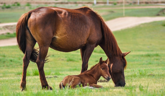 Foto paarden