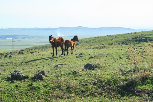 paarden