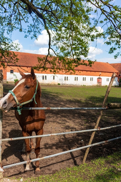 Paardenbinnenplaats in het dorp. Roodharige paard in een stal met ruiter, close-up