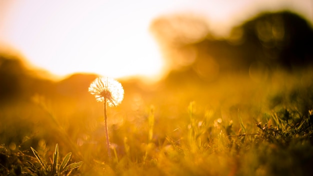 Paardenbloem op het veld bij zonsondergang