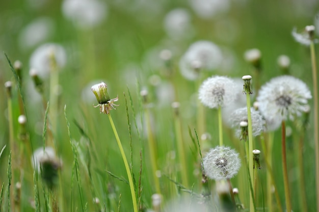 paardenbloem plant