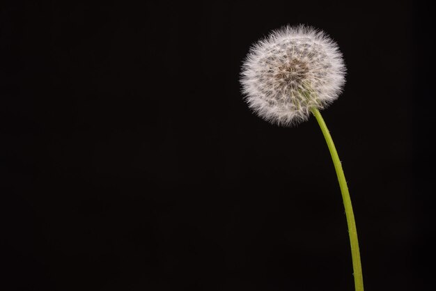 Paardenbloem