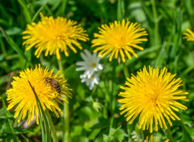 paardenbloemen en bijen