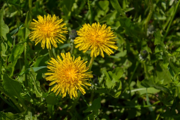 paardenbloemen