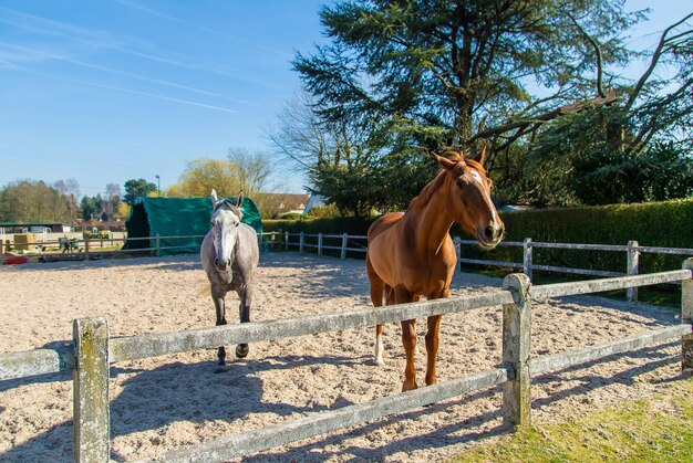 Paardenboerderij mooie paarden op de boerderij selectieve aandacht