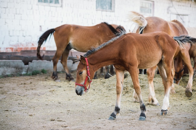 Paardenboerderij scène