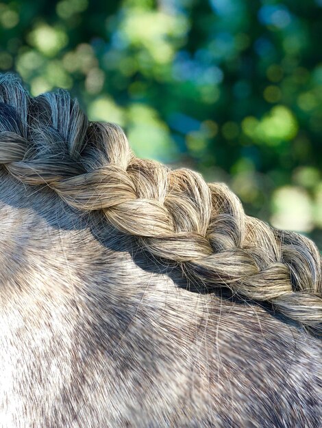 Foto paardenhaar