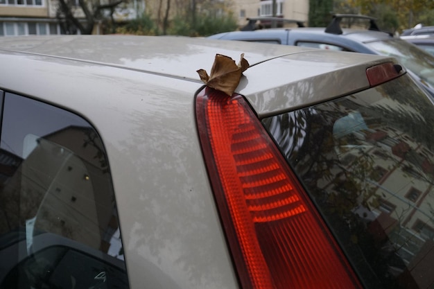 Paardenkar in een auto.