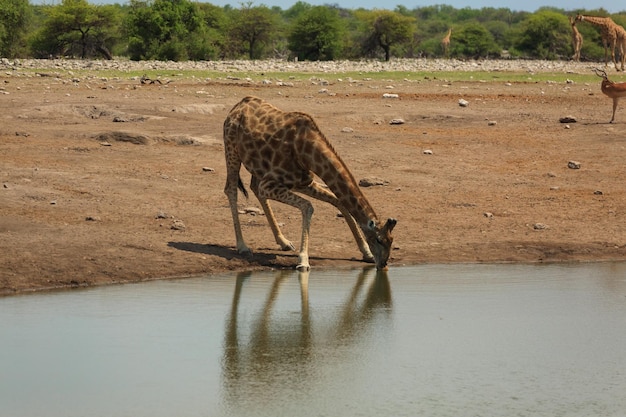 Foto paardenkar in het water.