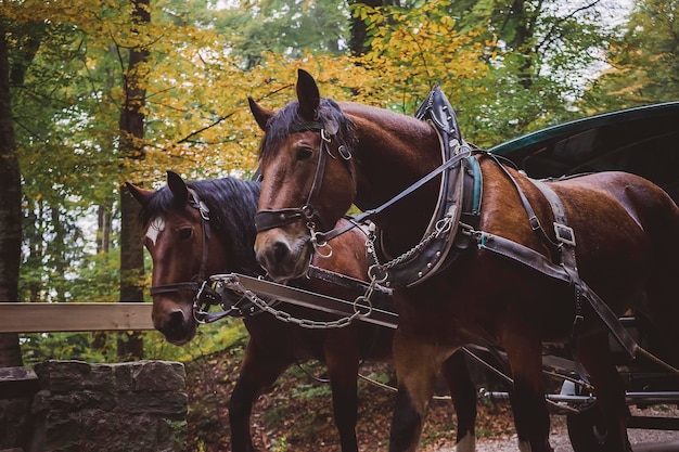 Paardenkar op de weg
