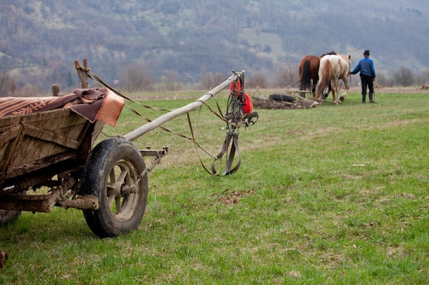 Foto paardenkar op het veld