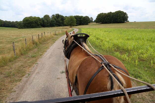 Foto paardenkar op het veld