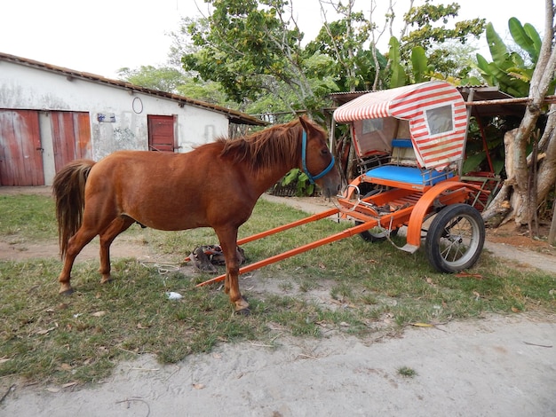 Foto paardenkar op het veld